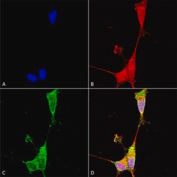 Monoclonal Anti-Notch1 - Apc antibody produced in mouse clone S253-32, purified immunoglobulin