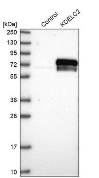 Anti-KDELC2 antibody produced in rabbit Prestige Antibodies&#174; Powered by Atlas Antibodies, affinity isolated antibody, buffered aqueous glycerol solution