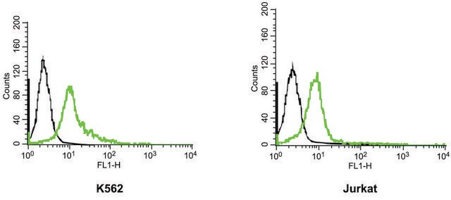 Anti-Potassium Channel KV11.1 (HERG) Extracellular-FITC affinity isolated antibody, lyophilized powder