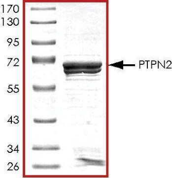 PTPN2、活性型、GSTタグ融合 ヒト recombinant, expressed in E. coli, &#8805;70% (SDS-PAGE), buffered aqueous glycerol solution