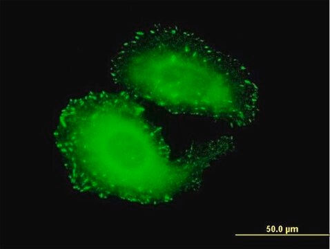 Monoclonal Anti-TNS4 antibody produced in mouse clone 3B8, purified immunoglobulin, buffered aqueous solution