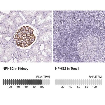 Anti-NPHS2 antibody produced in rabbit Prestige Antibodies&#174; Powered by Atlas Antibodies, affinity isolated antibody, buffered aqueous glycerol solution