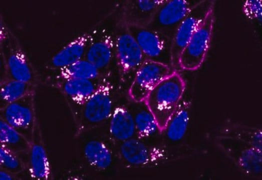 Barwnik do błon cytoplazmatycznych BioTracker NIR680 Live cell imaging lipophilic carbocyanine membrane dye suitable for long-term fluorescent cell labeling and cell tracking studies.