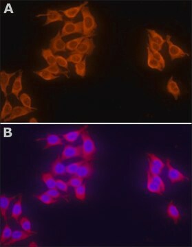 Monoclonal Anti-hFBXW7 in Maus hergestellte Antikörper clone FB407, purified from hybridoma cell culture