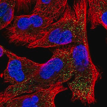 Anty-EPN2 Prestige Antibodies&#174; Powered by Atlas Antibodies, affinity isolated antibody