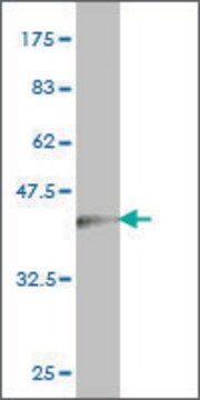 Monoclonal Anti-TNC antibody produced in mouse clone 3B4, purified immunoglobulin, buffered aqueous solution