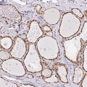 抗-GLIS3 兔抗 Prestige Antibodies&#174; Powered by Atlas Antibodies, affinity isolated antibody, buffered aqueous glycerol solution