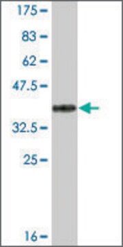 Monoclonal Anti-ACACB antibody produced in mouse clone 1C11, ascites fluid