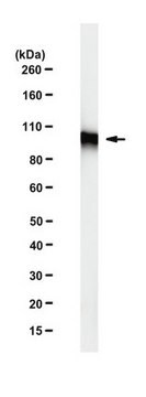 Przeciwciało przeciw beta-kateninie, klon mAb-Cat1 clone mAb-Cat1, from rat