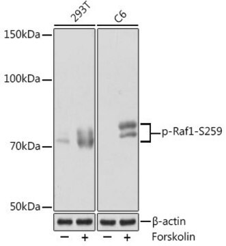 Anti-Phospho-Raf1-S259 antibody produced in rabbit