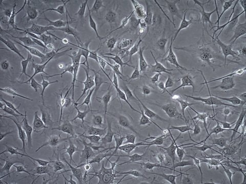 OSUMMER.8 Mouse NRAS-Mutant Melanoma Cell Line