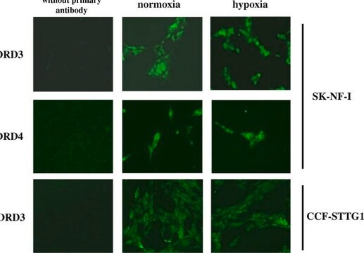 Anti-Dopamine D4 Receptor Antibody, extracellular domain Chemicon&#174;, from rabbit