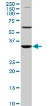 Monoclonal Anti-PAX9 antibody produced in mouse clone 4B9, purified immunoglobulin, buffered aqueous solution