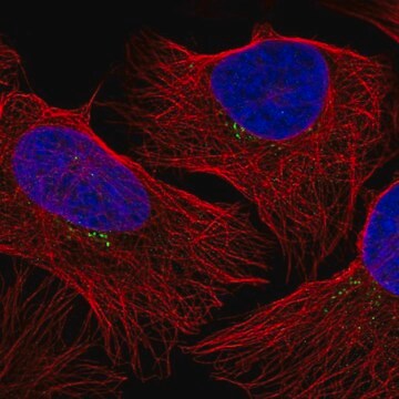 Anti-GRK2 antibody produced in rabbit Prestige Antibodies&#174; Powered by Atlas Antibodies, affinity isolated antibody