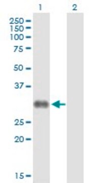 Anti-CD7 antibody produced in rabbit purified immunoglobulin, buffered aqueous solution