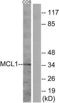 Anti-MCL1 antibody produced in rabbit affinity isolated antibody