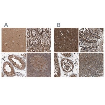 Anti-ARHGEF11 antibody produced in rabbit Prestige Antibodies&#174; Powered by Atlas Antibodies, affinity isolated antibody, buffered aqueous glycerol solution