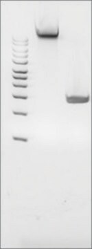 Microbial DNA standard from Porphyromonas gingivalis Suitable for PCR, sequencing and NGS, 10&#160;ng/&#956;L