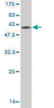 Monoclonal Anti-CD7 antibody produced in mouse clone 1B8, purified immunoglobulin, buffered aqueous solution