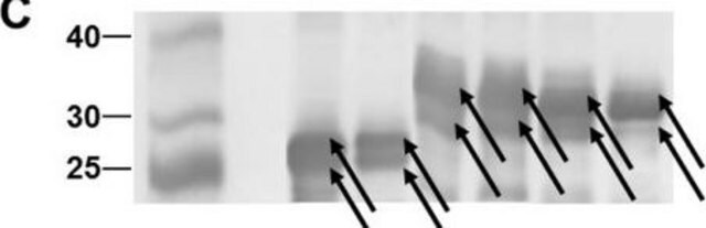 Monoclonal Anti-polyHistidine antibody produced in mouse clone HIS-1, ascites fluid