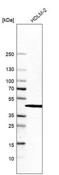 Anti-INPP5K antibody produced in rabbit Prestige Antibodies&#174; Powered by Atlas Antibodies, affinity isolated antibody, buffered aqueous glycerol solution