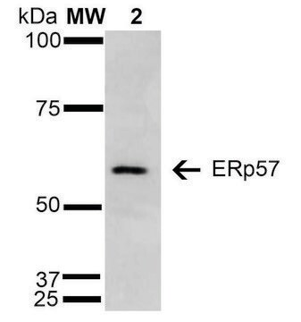 Monoclonal Anti-ERp57-PerCP antibody produced in mouse clone 4F9