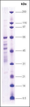 PPAR, &#947; ヒト recombinant, expressed in E. coli, &#8805;70% (SDS-PAGE)