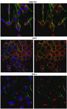 Anti-CADM1 Antibody from rabbit, purified by affinity chromatography