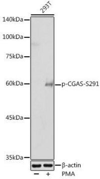 Anti-Phospho-CGAS-S291 antibody produced in rabbit