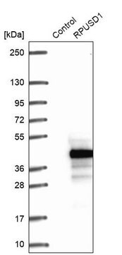 Anti-RPUSD1 antibody produced in rabbit Prestige Antibodies&#174; Powered by Atlas Antibodies, affinity isolated antibody, buffered aqueous glycerol solution