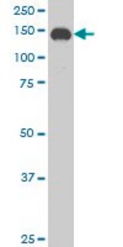 Monoclonal Anti-SUPT5H antibody produced in mouse clone 5C8, purified immunoglobulin, buffered aqueous solution