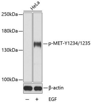 Anti-Phospho-MET-Y1234/1235 antibody produced in rabbit