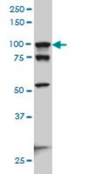 Monoclonal Anti-ACTN4 antibody produced in mouse clone 4D10, ascites fluid