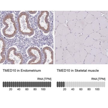 Anti-TMED10 antibody produced in rabbit Prestige Antibodies&#174; Powered by Atlas Antibodies, affinity isolated antibody, buffered aqueous glycerol solution