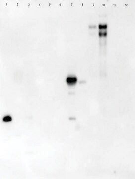 花生的凝集素 peroxidase conjugate, lyophilized powder