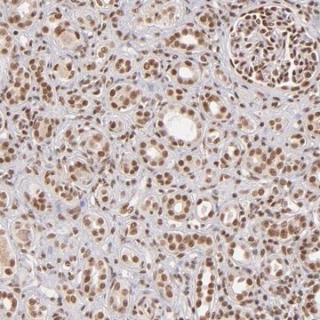 ANTI-ZNF148 antibody produced in rabbit Prestige Antibodies&#174; Powered by Atlas Antibodies, affinity isolated antibody, buffered aqueous glycerol solution