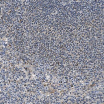 Anti-MARCH1 antibody produced in rabbit Prestige Antibodies&#174; Powered by Atlas Antibodies, affinity isolated antibody, buffered aqueous glycerol solution