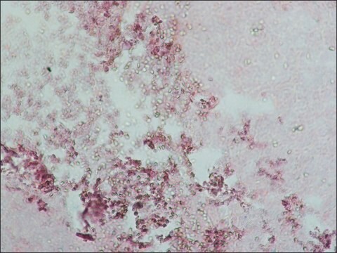 Anti-Human IgG (gesamtes Molekül)-Antikörper whole antiserum