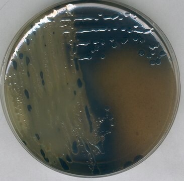 NutriSelect&#174; prime Bismuth Sulfite (BS) Agar acc. to Wilson and Blair