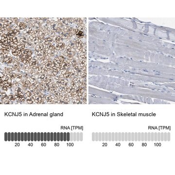 抗KCNJ5 ウサギ宿主抗体 Prestige Antibodies&#174; Powered by Atlas Antibodies, affinity isolated antibody, buffered aqueous glycerol solution