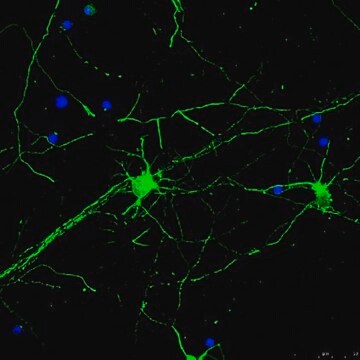 Anti-Beta&nbsp;III-Tubulin-Antikörper, Alexa Fluor&#8482; 488 Konjugat | AB15708A4 from rabbit, ALEXA FLUOR&#8482; 488