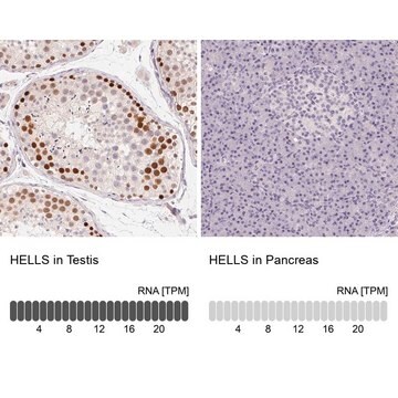 抗HELLS抗体 ウサギ宿主抗体 Prestige Antibodies&#174; Powered by Atlas Antibodies, affinity isolated antibody, buffered aqueous glycerol solution