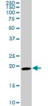 Monoclonal Anti-SRI antibody produced in mouse clone 1E12, purified immunoglobulin, buffered aqueous solution