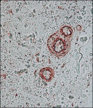 Anti-&#947;-Actin antibody, Mouse monoclonal clone 2-2.1.14.17, purified from hybridoma cell culture