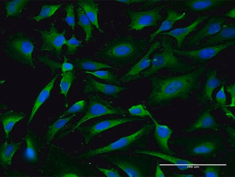 Anti-LDHA antibody produced in mouse purified immunoglobulin, buffered aqueous solution