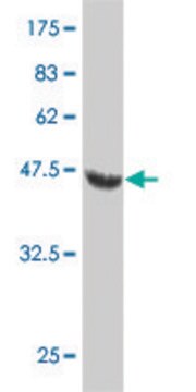 Monoclonal Anti-NOG, (C-terminal) antibody produced in mouse clone 4A1, purified immunoglobulin, buffered aqueous solution