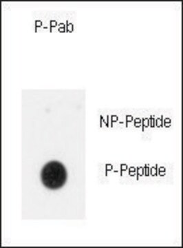 Anti-Phospho-INSR-pY1185 antibody produced in rabbit affinity isolated antibody, buffered aqueous solution