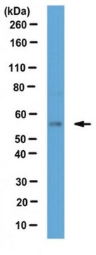 Anti-S1P-Lyase-Antikörper from rabbit, purified by affinity chromatography