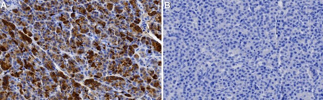 Anti-Trypsin Antibody, clone 1F6 ZooMAb&#174; Rabbit Monoclonal recombinant, expressed in HEK 293 cells