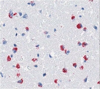 Przeciwciało anty-β-amyloidowe specyficzne dla fibryli, klon B10, przeciwciało AP clone B10, from camel, alkaline phosphatase conjugate